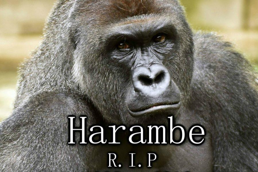 Harambe died too soon