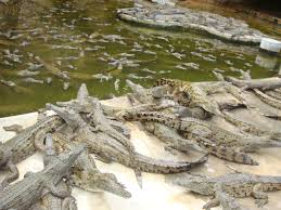 Crocodiles experience inhumane treatment – the guidon online