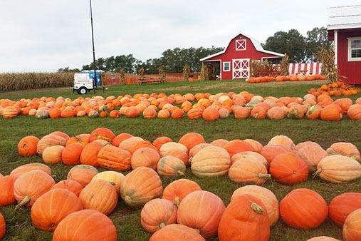 Pumpkin craze plagues student body