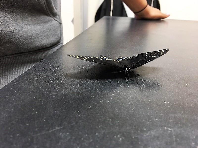 Butterfly takes flight in Schiel classroom