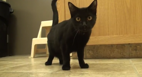 Featured pet of the month- cat editition