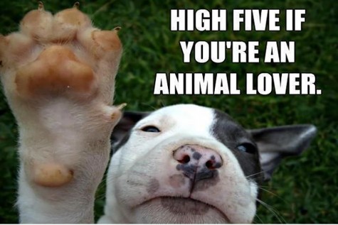 Don’t shame non-vegetarian animal lovers