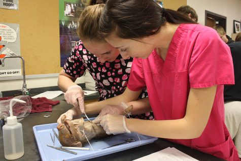 Human Biology begins fetal pig dissection
