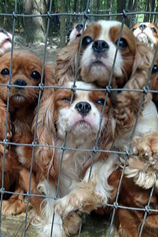 Animal Abuse is unnecessary and needs to stop