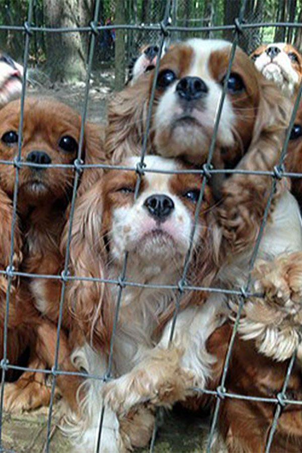 Puppies crowd the fence as  a picture is snapped. 