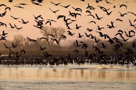 Students to view crane migration