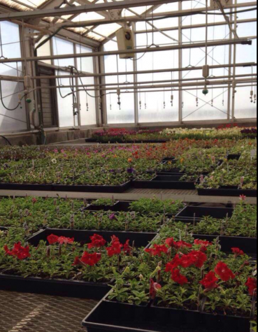 Future Farmers of America put on Spring Flower Sale to raise money for program