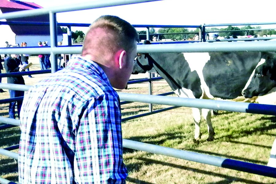 A student observes a dairy cow at the event on Oct. 10.